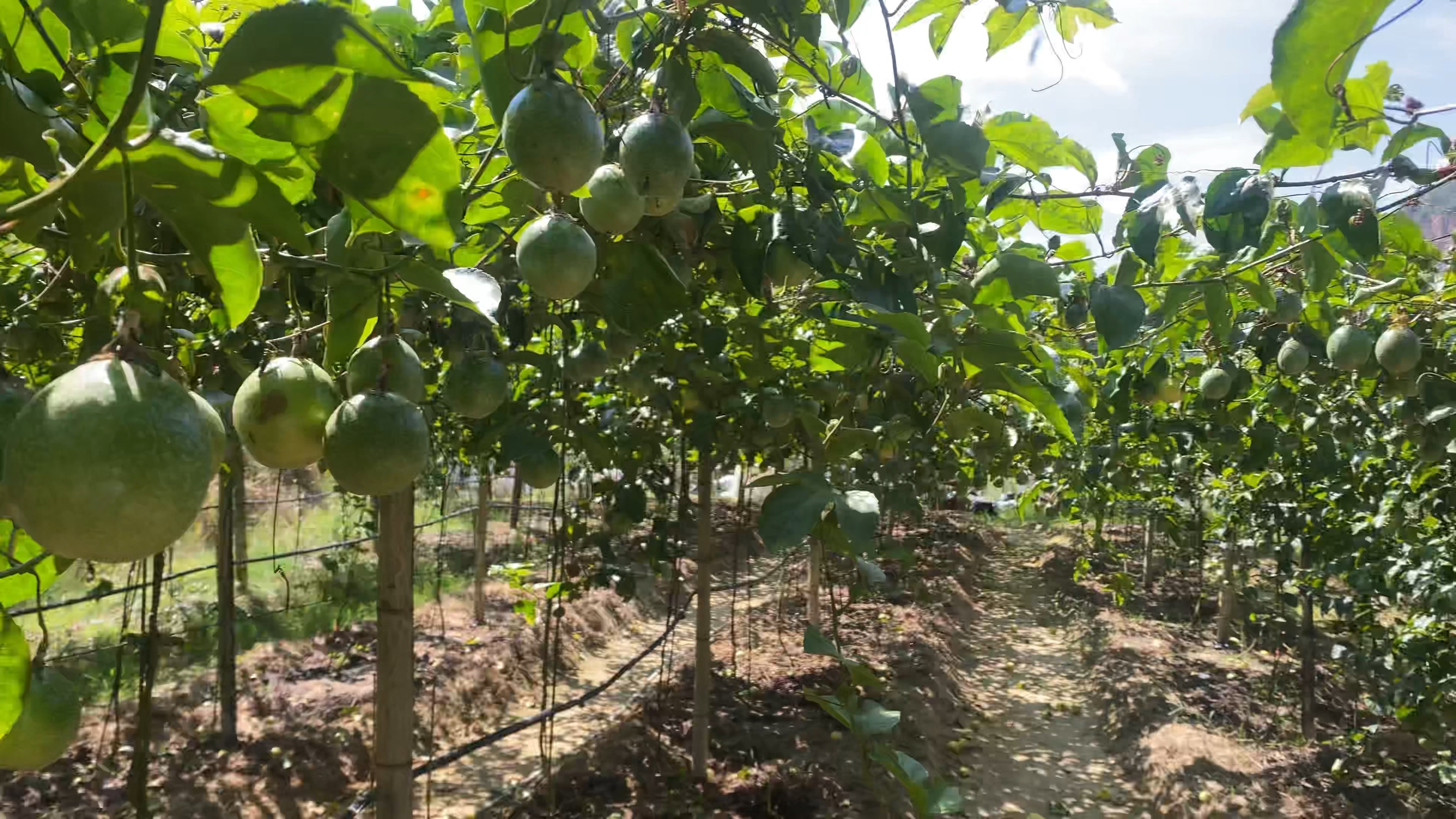 自家果园百香果