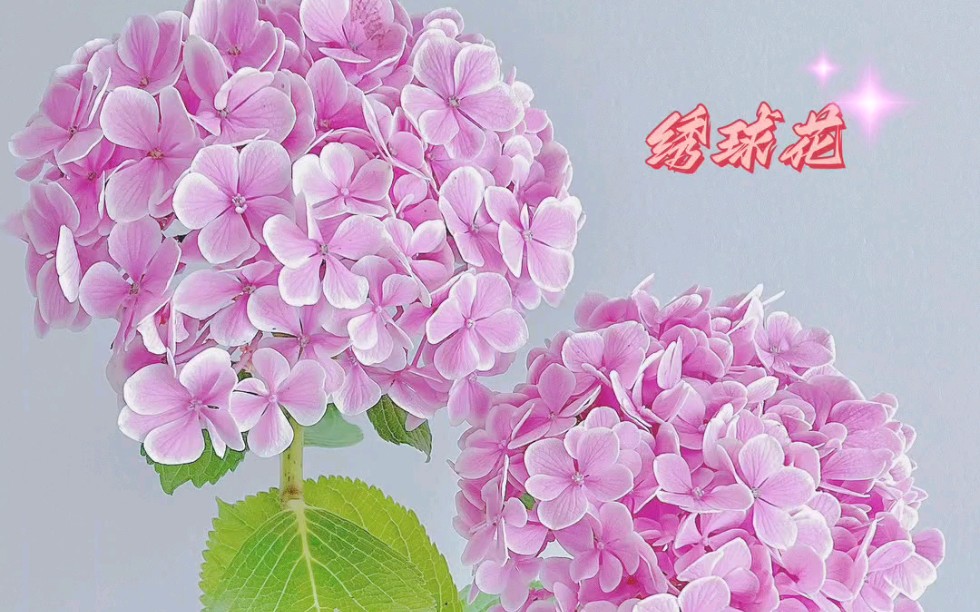 每日一花——绣球花哔哩哔哩bilibili