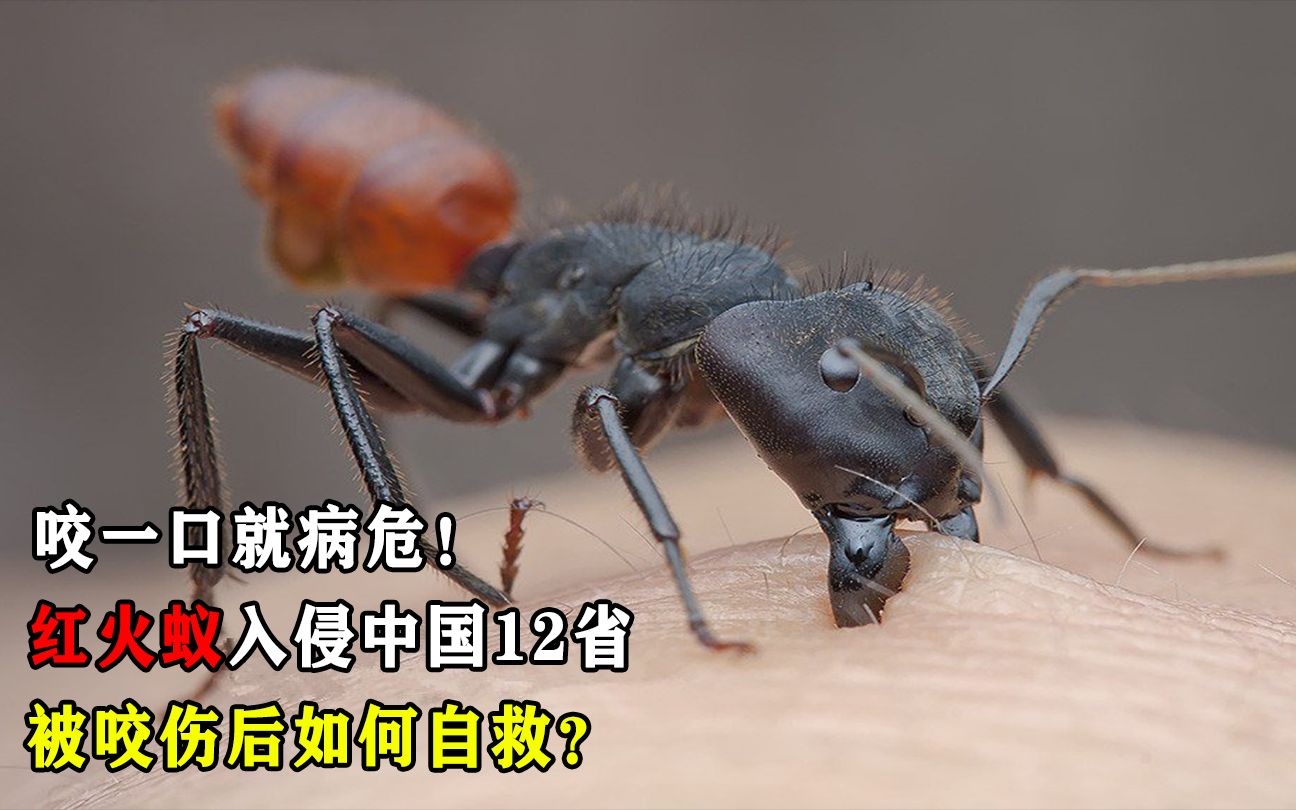 咬一口就病危!红火蚁入侵中国12省,被咬伤后如何自救?