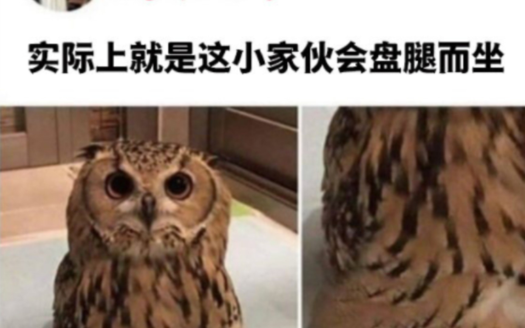 盘腿坐的猫头鹰见过吗?哔哩哔哩bilibili