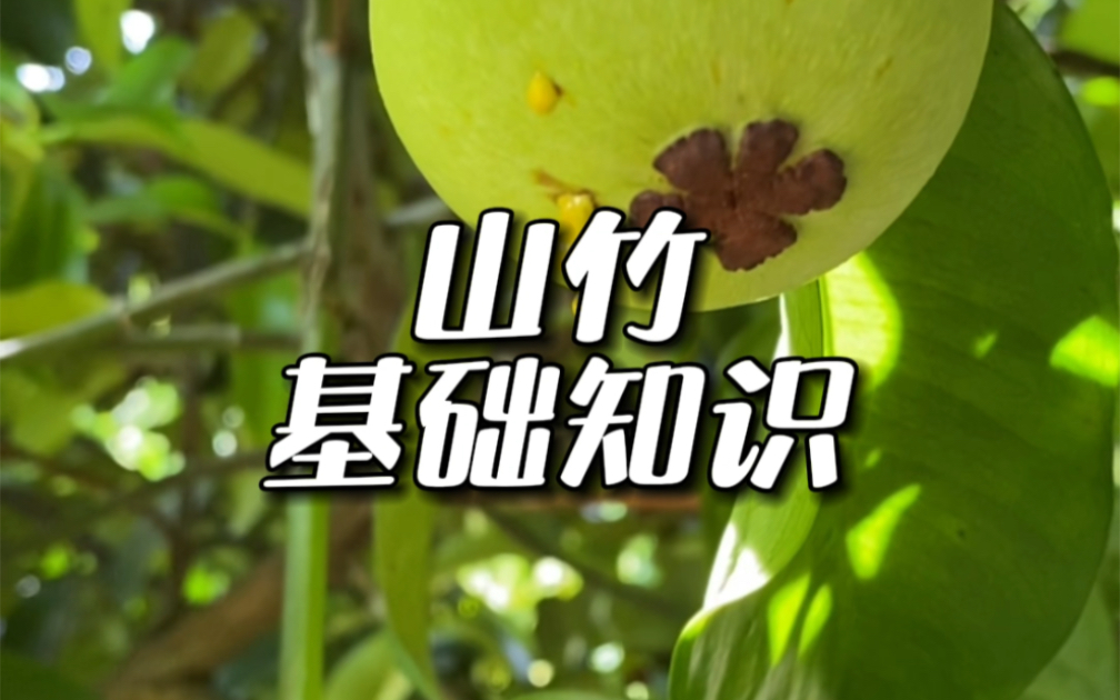 山竹基本知识科普,别再被骗了哔哩哔哩bilibili