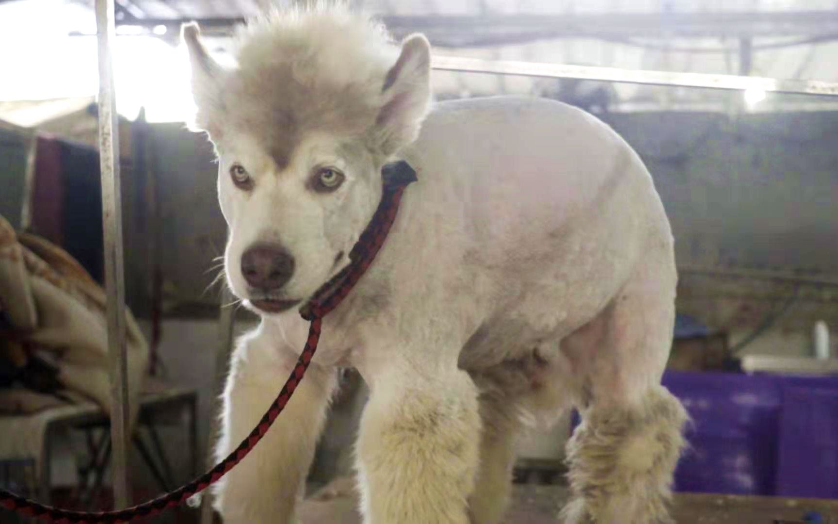 活动作品阿拉斯驴两个女生给狗剃毛能剃出怎么样惊艳的造型