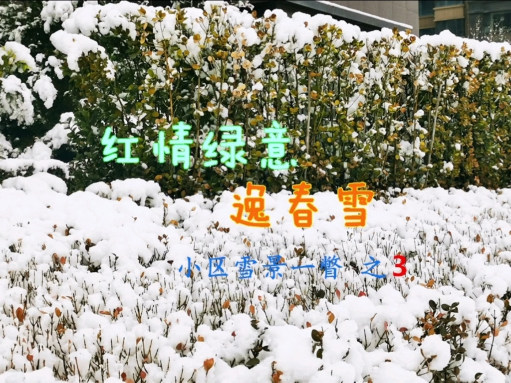 [图]红情绿意逸春雪小区雪景一瞥之3#春雪#雪景