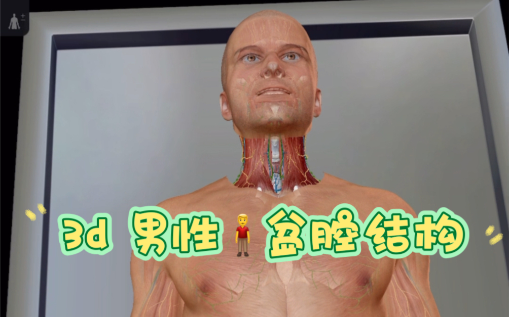 3d 男性盆腔结构哔哩哔哩bilibili