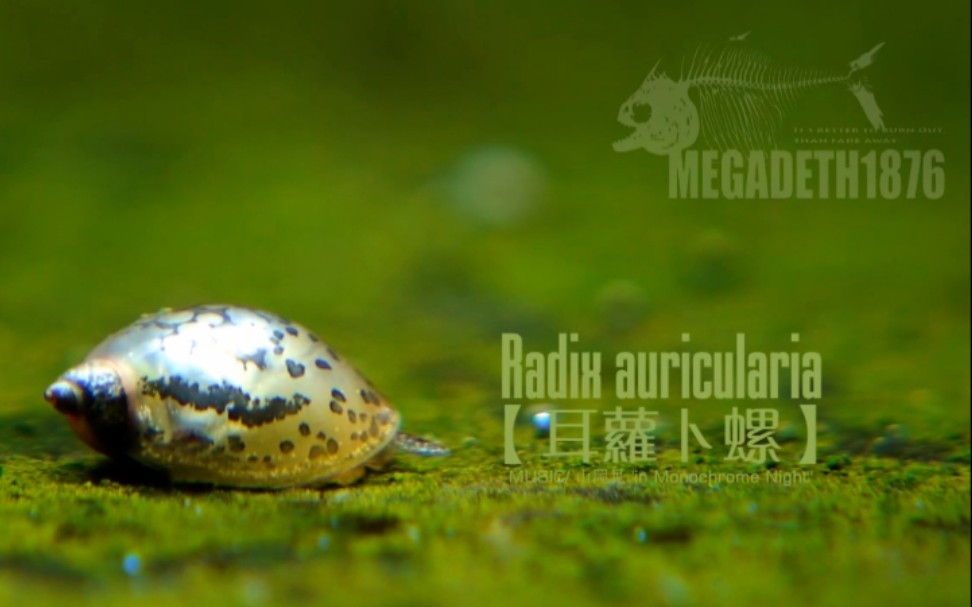 【耳萝卜螺】Radix auricularia 两江出品哔哩哔哩bilibili