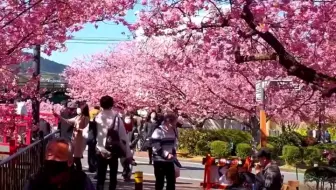 日本河津樱