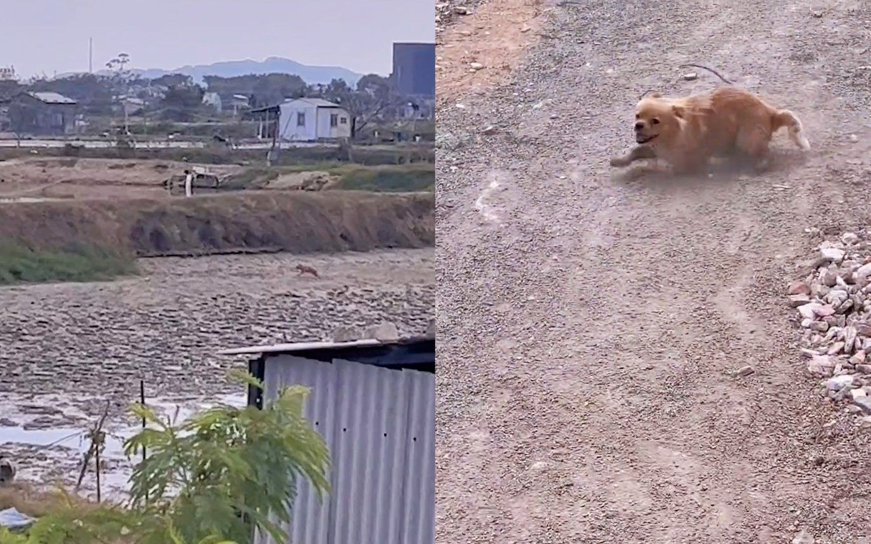 [图]女子回老家，狗子远远看到半年未见的主人，在田野间飞奔而来