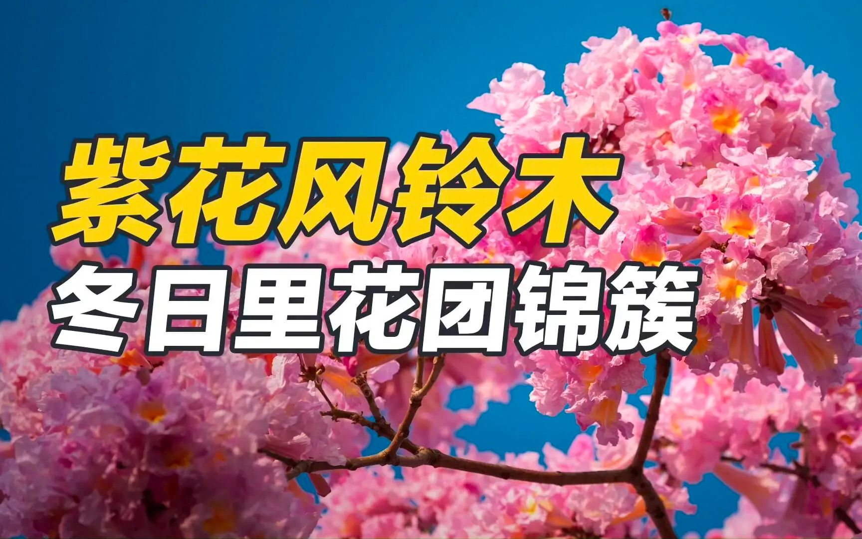 紫花风铃木:冬日里的满树繁花哔哩哔哩bilibili