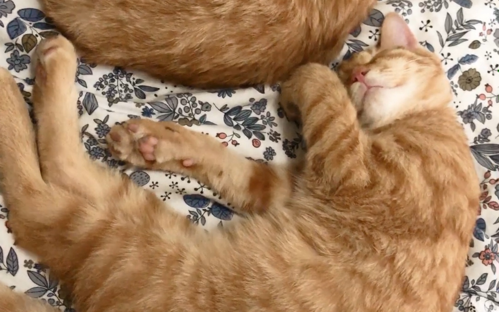 与朋友家的只橘猫一起睡觉!