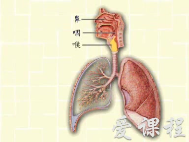 【生理学】中国科学技术大学丨含课件哔哩哔哩bilibili