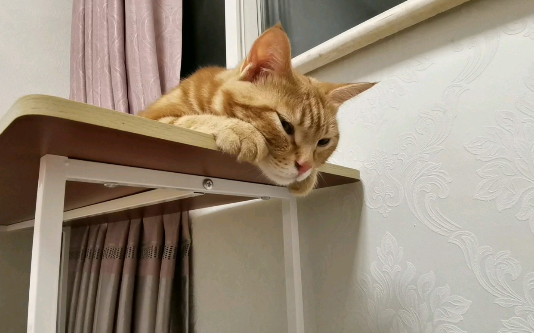 趴着的样子好搞笑