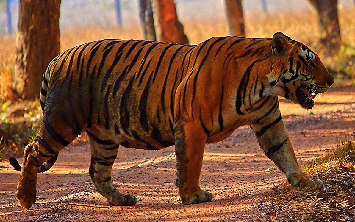 坎哈最大的雄虎翠鸟正在行走中它可能是中印度最大虎之一