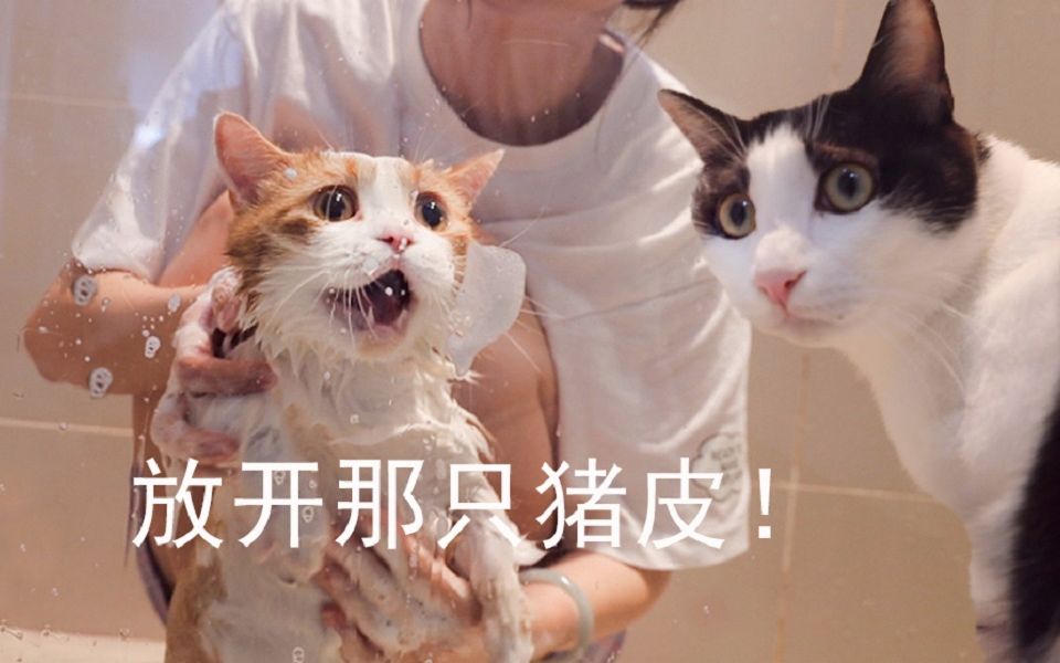 [图]猪皮猫被拖去洗澡，分哥急得嗷嗷叫，浴室差点拆掉！【花花与三猫】