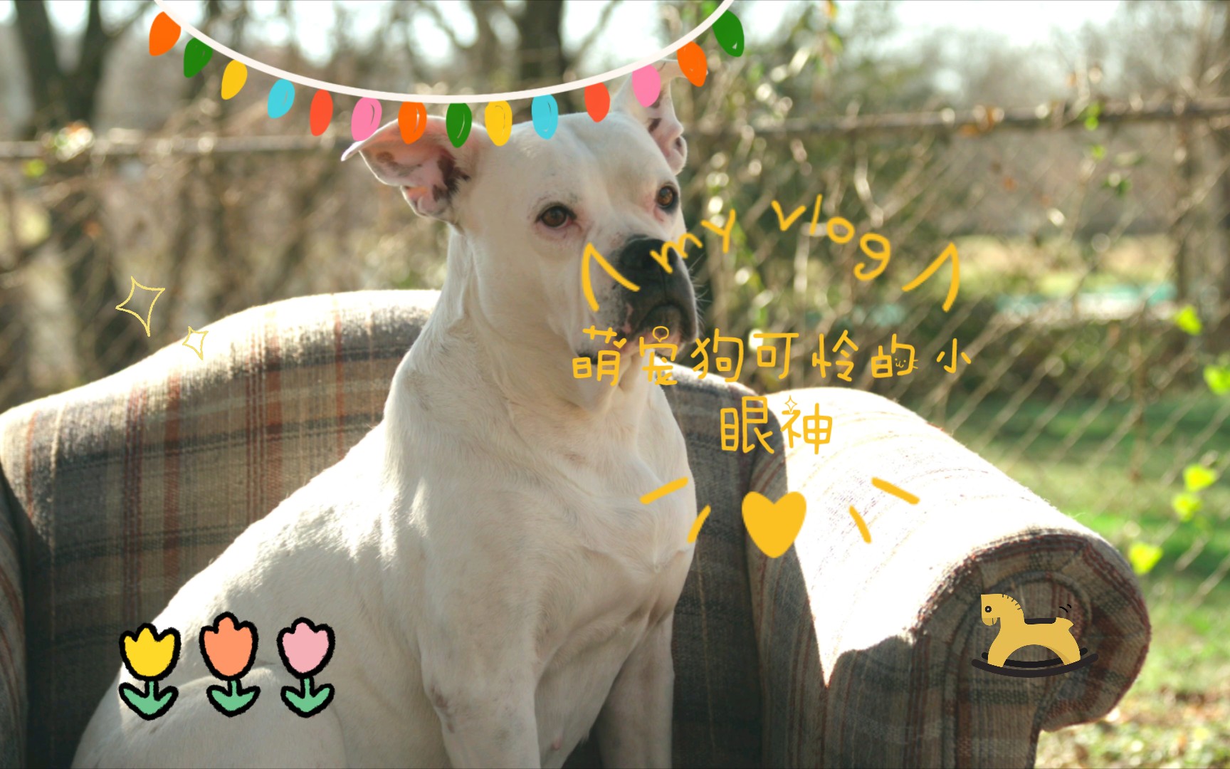 动物观察局 萌宠狗可怜的小眼神