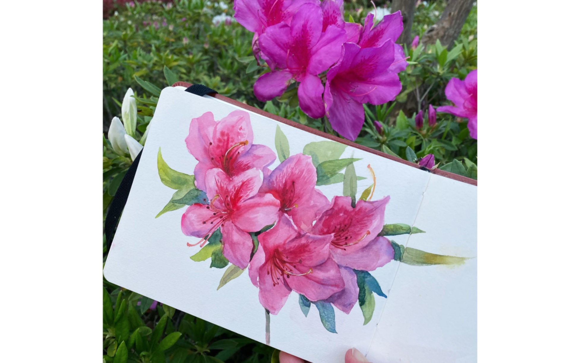 坐在草地上画花开花落～(脱稿水彩—写生杜鹃花)