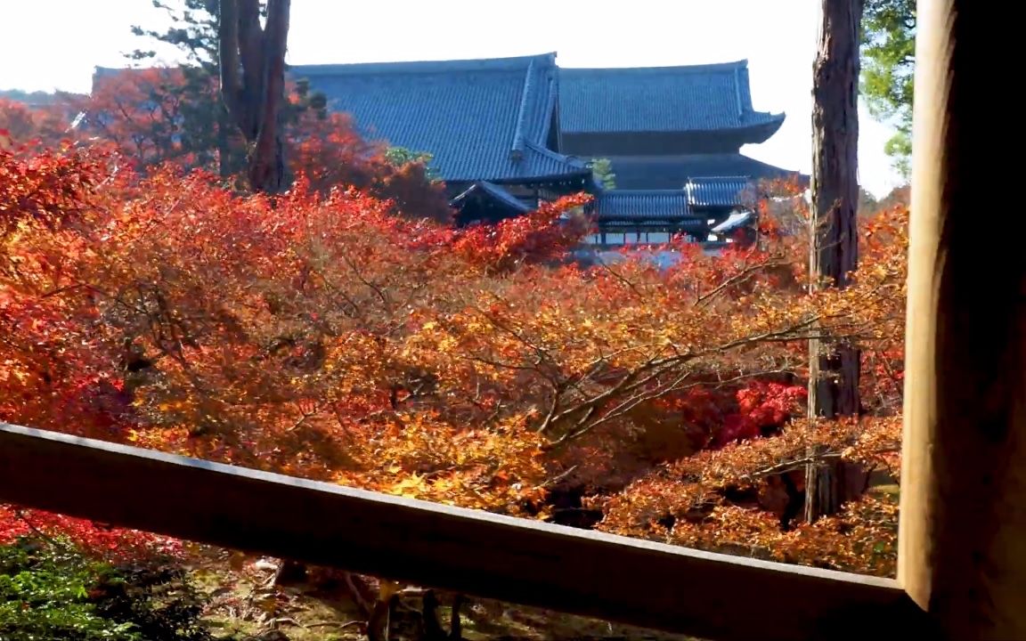 【超清日本】漫步秋天的京都 东福寺红叶 2019.12哔哩哔哩bilibili