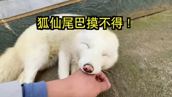 Télécharger la video: 狐狸尾巴真摸不得，碰一下怎么还猪叫！