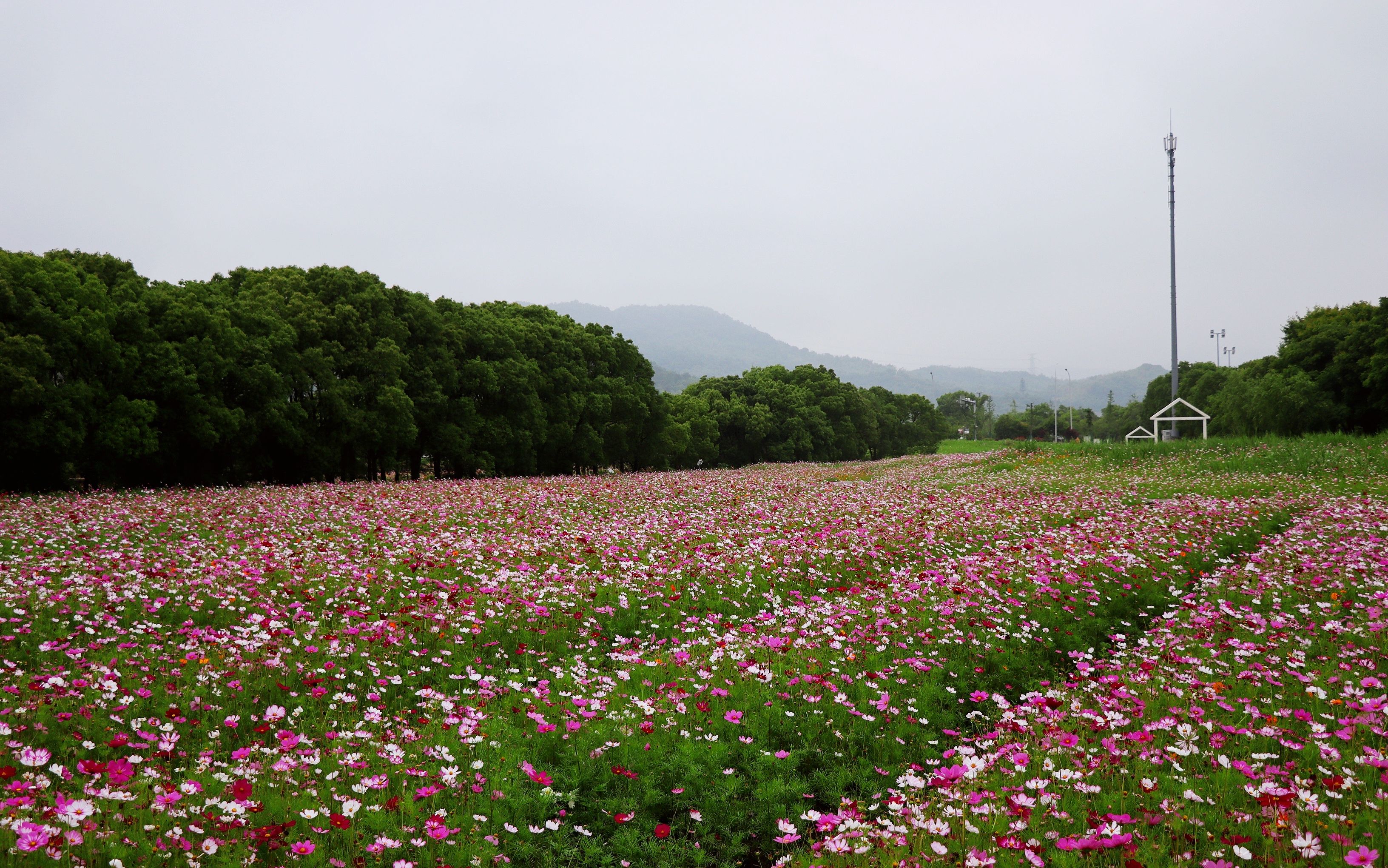 宁波这个马鞭草花海曾经游人无数,如今竟变身秋英花海,花开灿烂