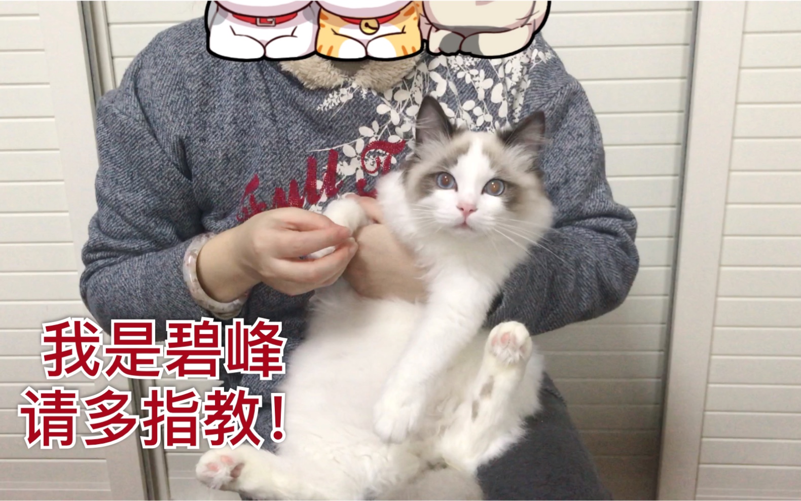 【布偶猫】海双布偶猫弟弟碧峰找家啦!哔哩哔哩bilibili