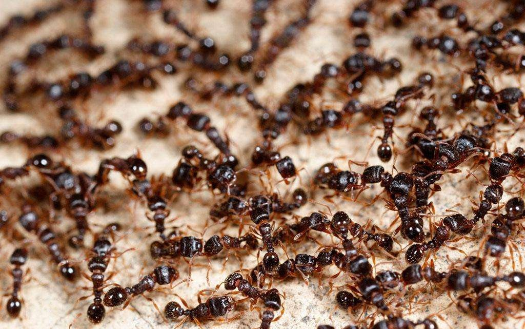 治疗密集恐惧症10000只蚂蚁同屏