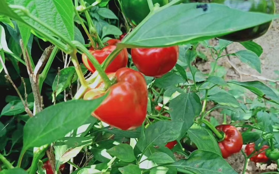 大別山特產——紅燈籠辣椒