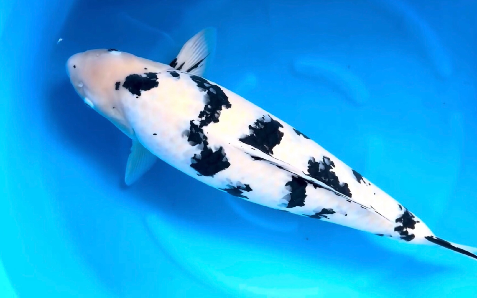 你来截图画绯,圆别甲锦鲤观赏鱼滴三色梦.