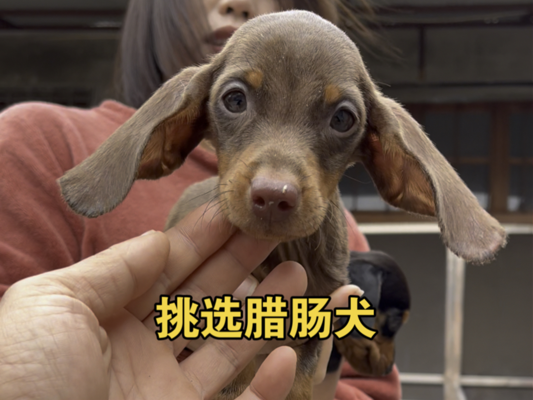 今天又来订腊肠犬,铁包金腊肠,巧克力腊肠犬