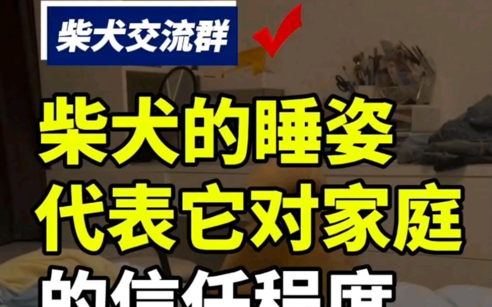 第108集丨柴犬不同睡姿代表它对家庭的信任程度#柴犬 #柴犬交流群 #全国柴犬交流群哔哩哔哩bilibili