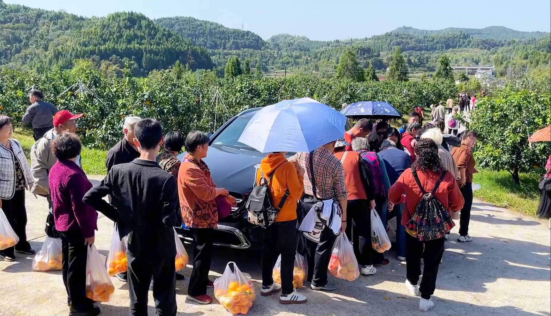 四川南充:又是农村家乡鲜果成熟季,在果园里新鲜现摘,太安逸了哔哩哔哩bilibili