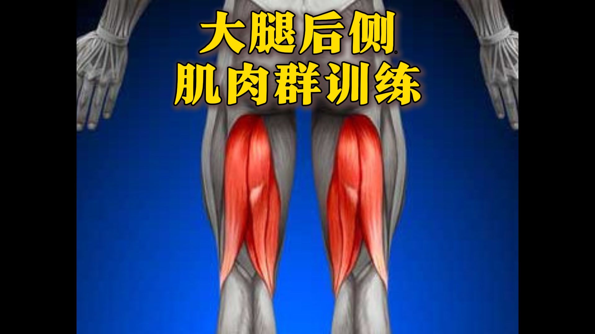 大腿后侧肌肉名称图片图片