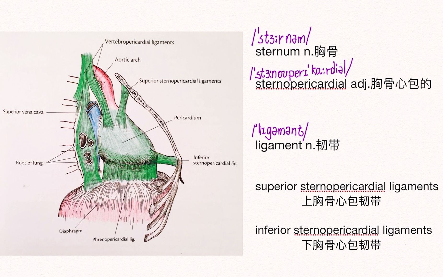 【医学英语 解剖】每天3分钟