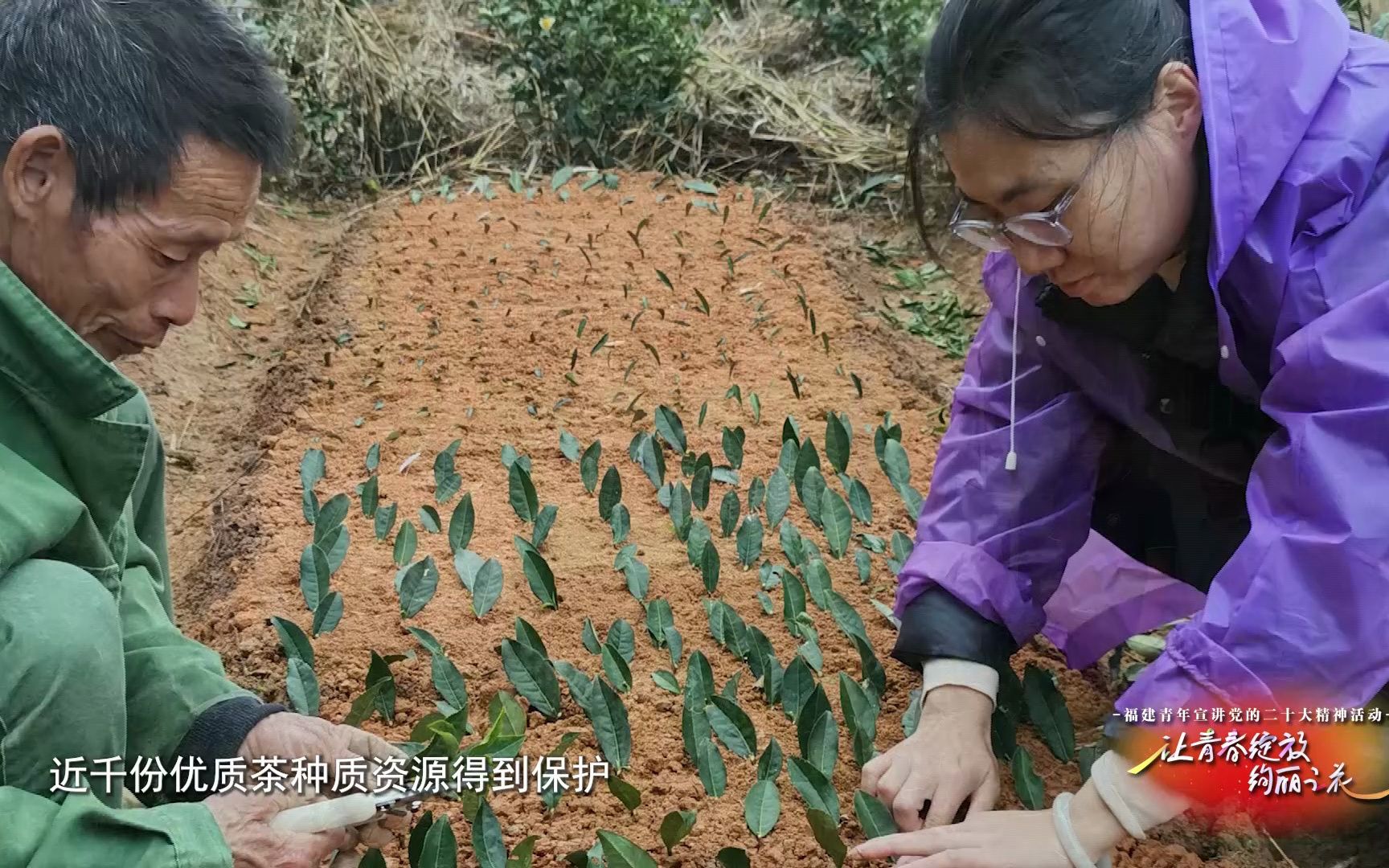 [图]让青春绽放绚丽之花 以茶为媒促振兴