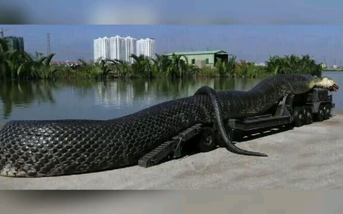 距今为止世界上最大的蛇