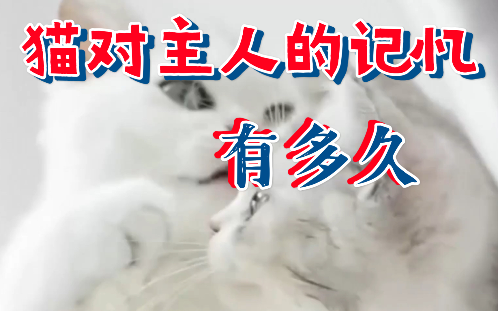 【科普】猫对主人的记忆有多久哔哩哔哩bilibili