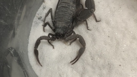 三色绒粗尾蝎吔白蚁