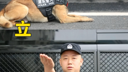 警犬训练口令手势手册图片