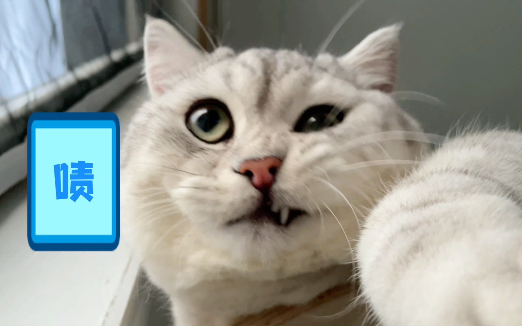 歪嘴小猫满面愁容