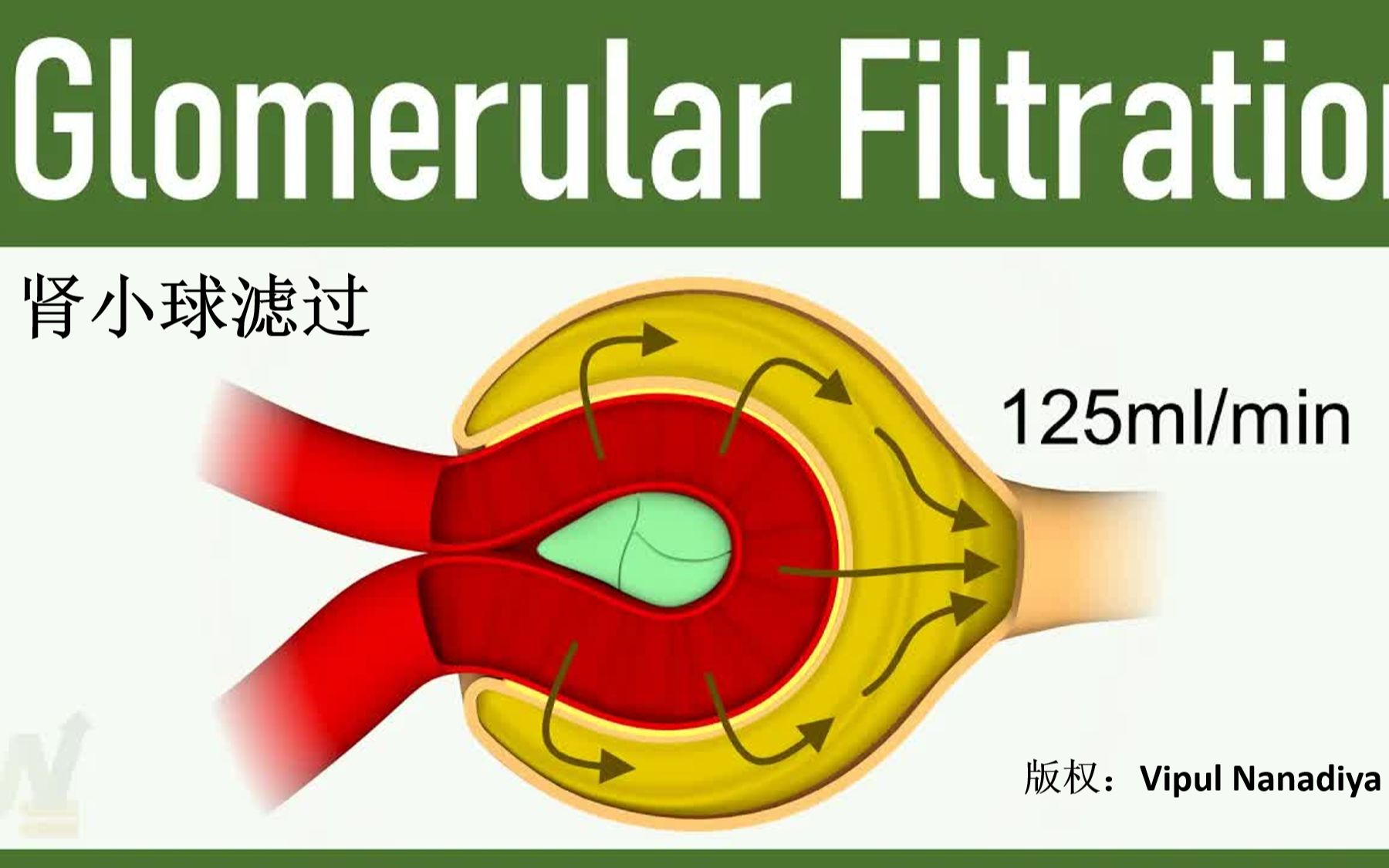 肾小球滤过哔哩哔哩bilibili