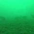 【水下影像】难得的黑鲷水下活动视频