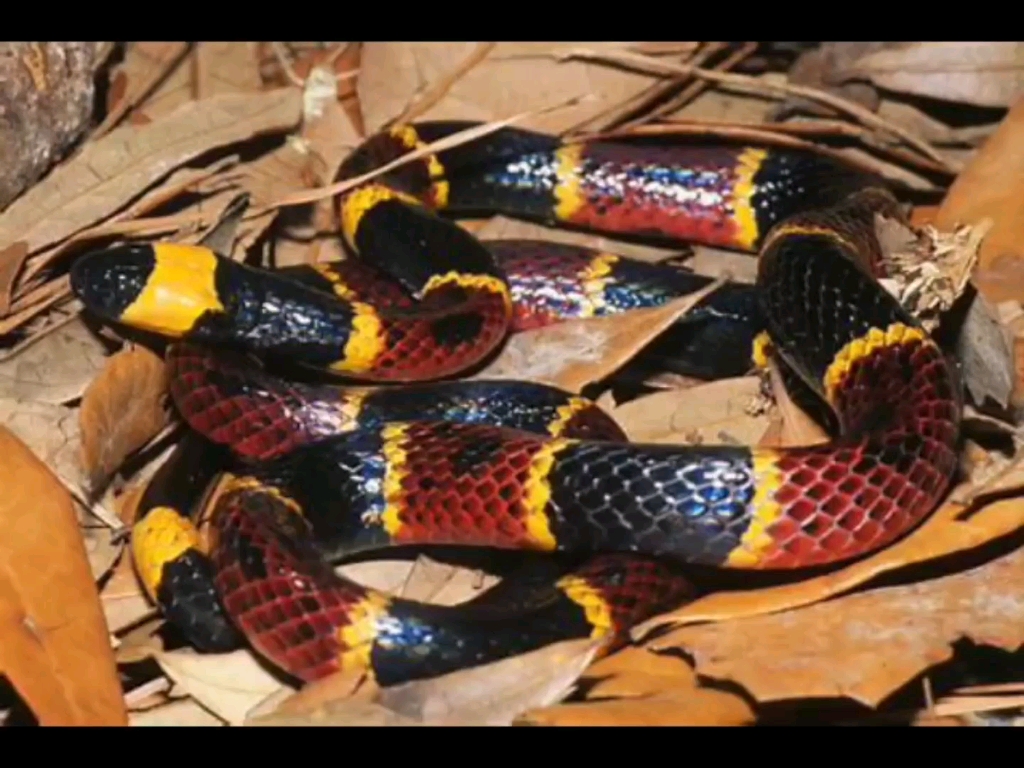 金黄珊瑚蛇 (冫)