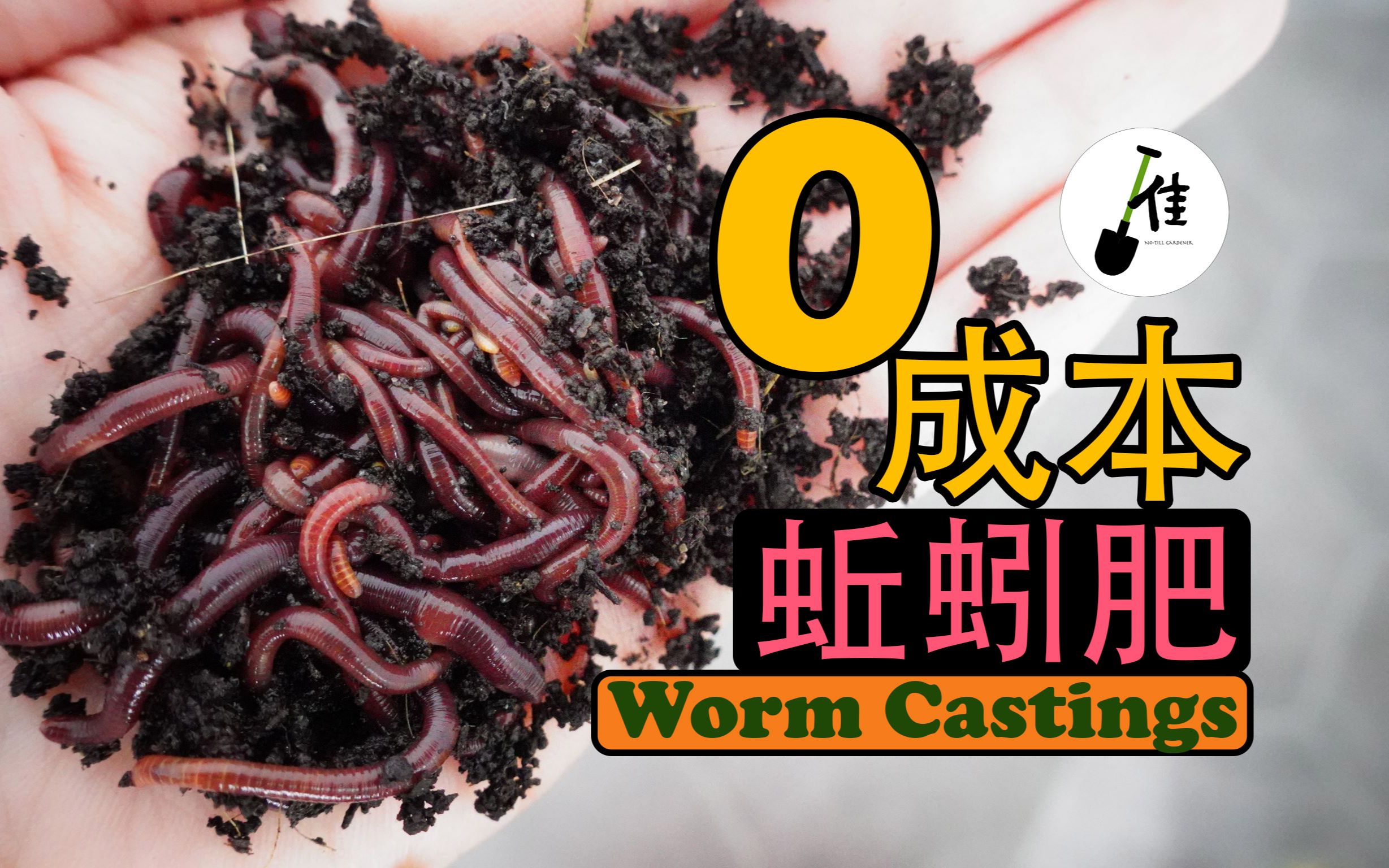 worm auger图片