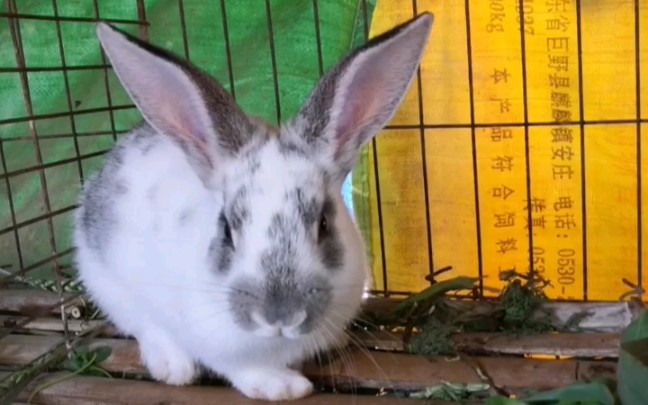 活动  小花兔的日常受惊