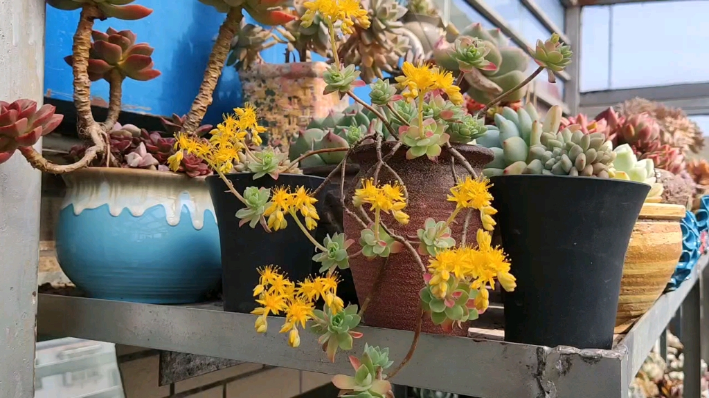 容易养成妖桩的肉肉,薄化妆,绿蔷薇,丸叶姬秋丽