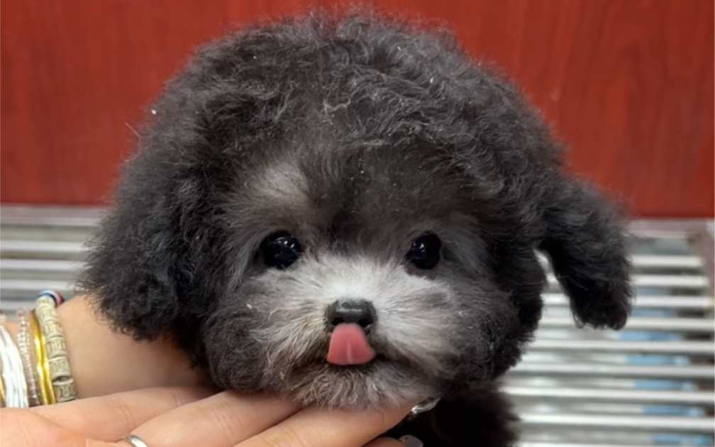 给家人们看一只可爱的垂耳灰色泰迪～是不是你们的梦中情狗呀!