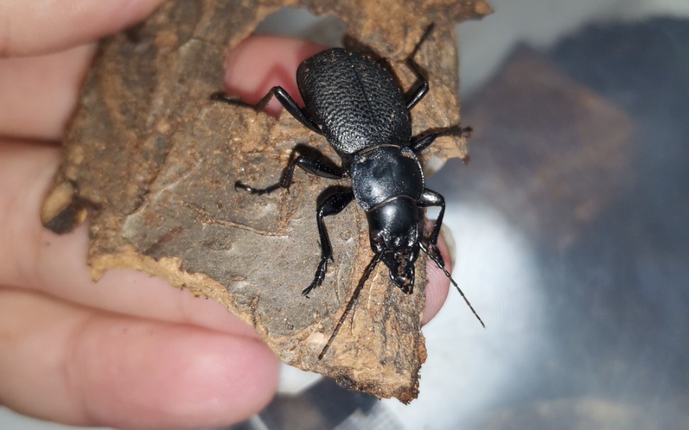 麻步甲的蛋白自助_哔哩哔哩 (゜-゜)つロ 干杯~-bilibili