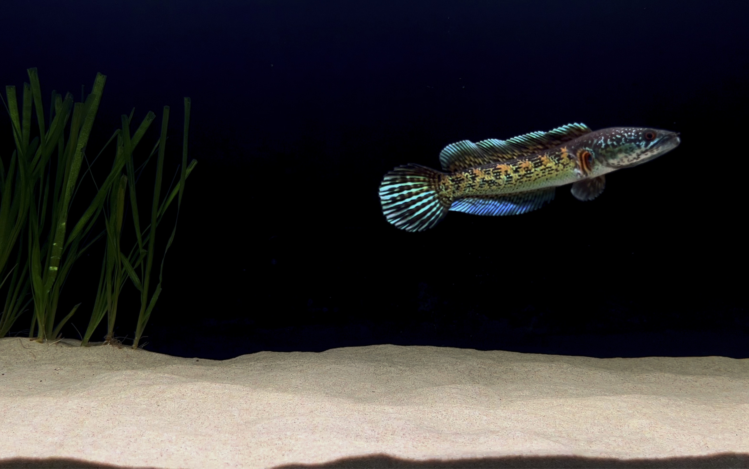 黄金眼镜蛇雷龙