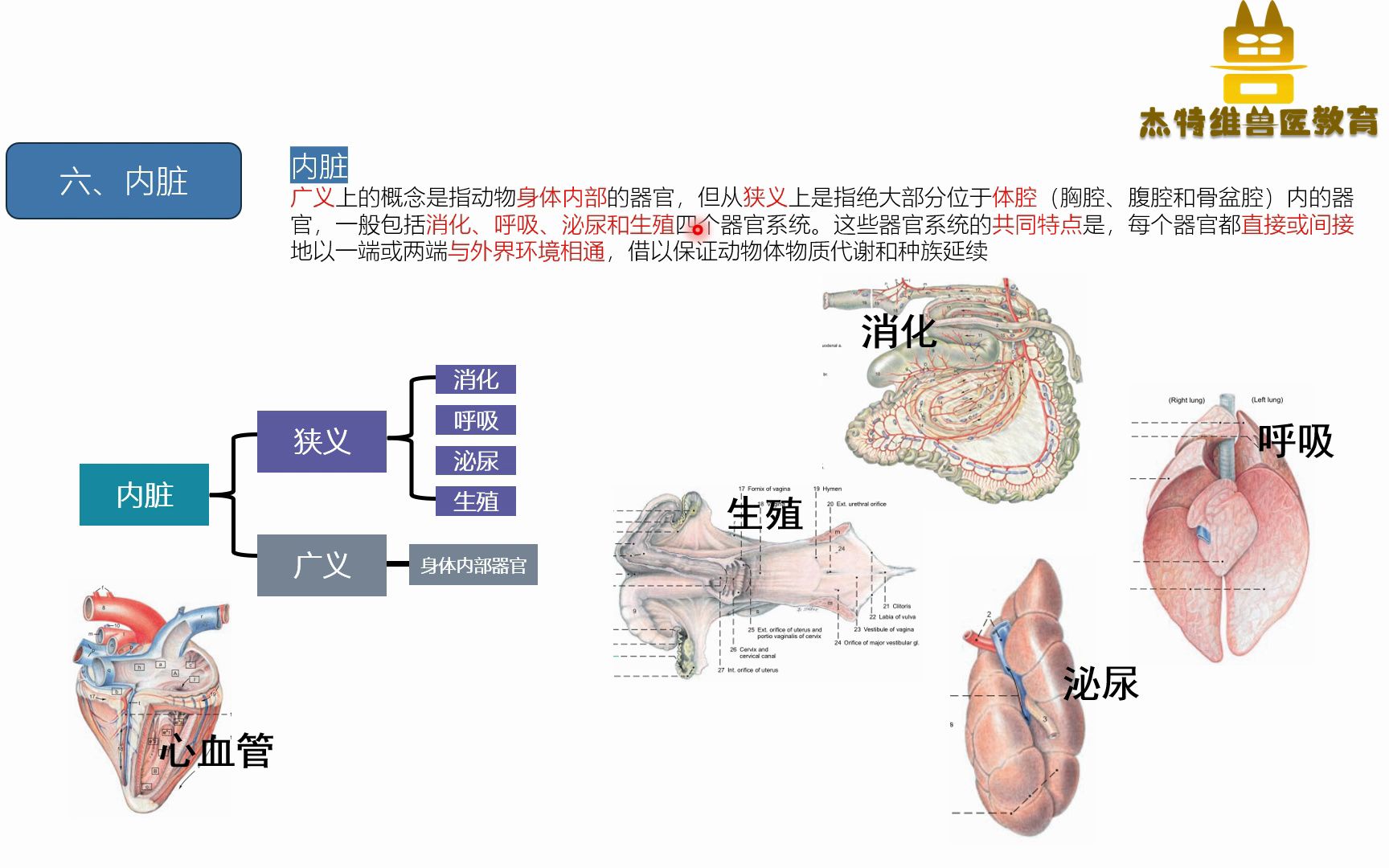 [图]卢老师带你零基础学兽医——什么是内脏？