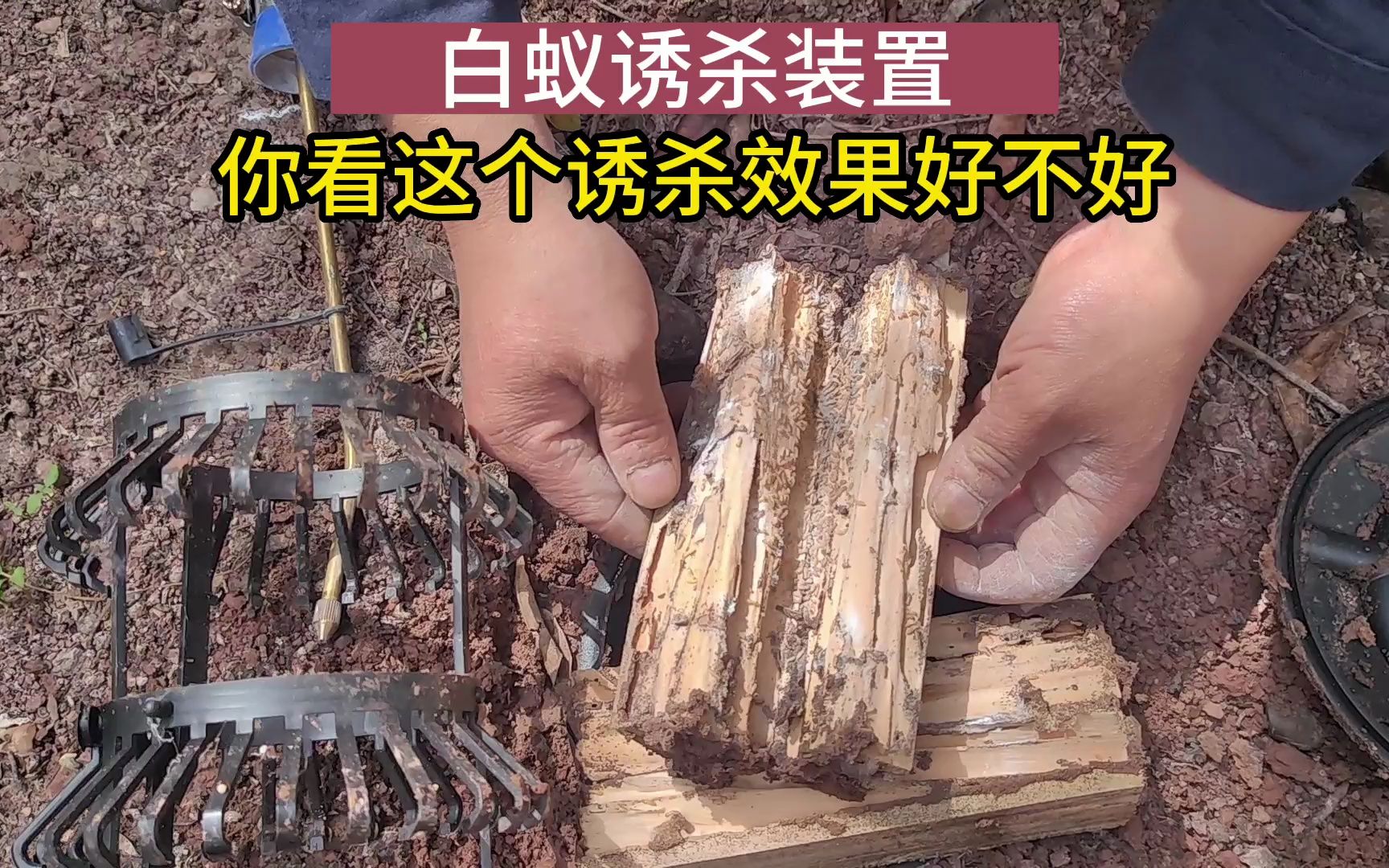 关于白蚁诱杀装置