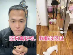 下载视频: 潘宏都没见过的狗，又白又长!