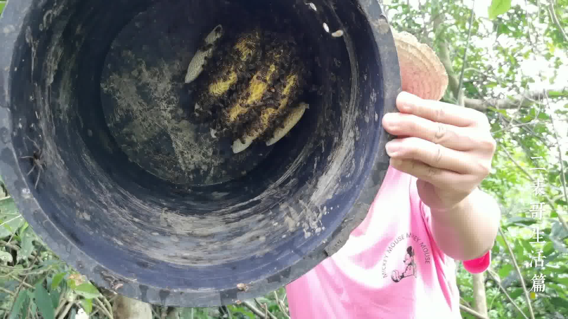 诱蜂桶诱到的一窝蜜蜂也是小小蛋群的让它们在山里自由生活吧